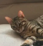 ナンシーの画像