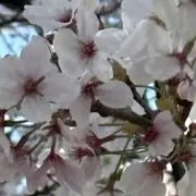 桜の画像