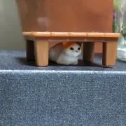 プルート