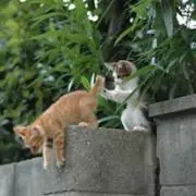 ねりやの画像