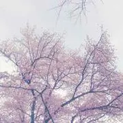 むらひ