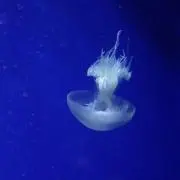 鈴の画像