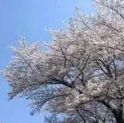 トーテムの画像
