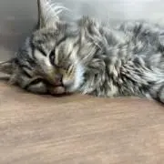 Pawの画像