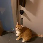 あらかわの画像