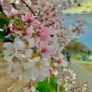 つんの画像
