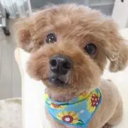 はらしん