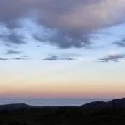 ハチの画像