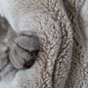 なーの画像