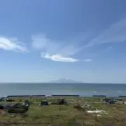 Lobeliaの画像