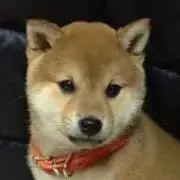 しばの画像