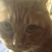 ＴＯＲＡの画像