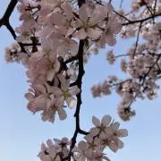 かりんとうの画像