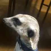 ちびにゃ
