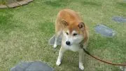 ゆきの画像