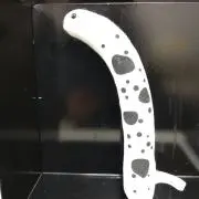 チンアナゴ(プロフ読んで下さい)の画像