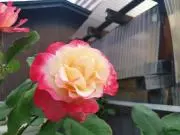 ジミンラブの画像