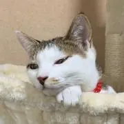 A子