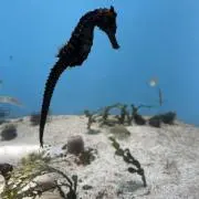 はりの画像