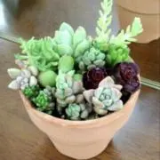 あーちゃんの画像