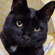 黒猫の画像