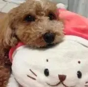 chachamama
