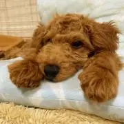 サニーの画像