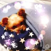 チコ