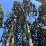 s41kの画像