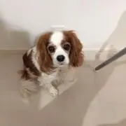 めめの画像