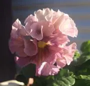 ちら