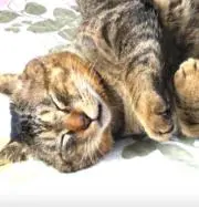 チェシャネコの画像