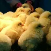 まつこ