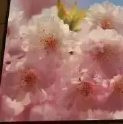 ばななの画像