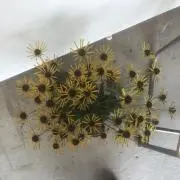 luluの画像