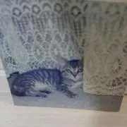 抹茶☆の画像