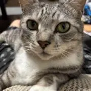 ギン