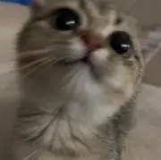 もずくの画像