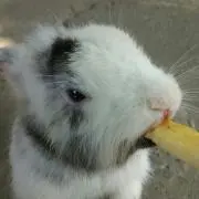 ケンブン