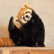 oyt：引越しに伴い断捨離中の画像