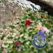 ペコの画像