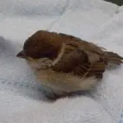 ＫAＫA