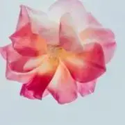 ⭐︎の画像