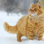 ジオ