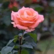 momo❀即購入歓迎の画像
