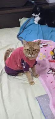gomatan777の画像