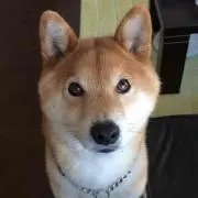 めぐぶー