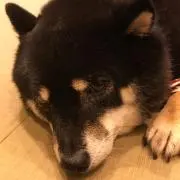 れんこん03の画像