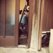 ミトラの画像