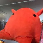 けだまの画像